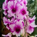 Dendrobium Yaya Compactum Red Splash